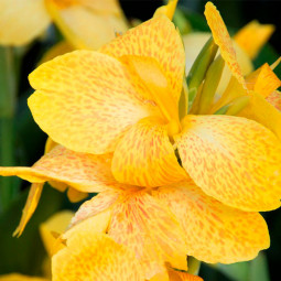Канна Tropical Yellow (низькоросла)