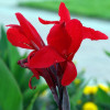 Канна Cherry Red