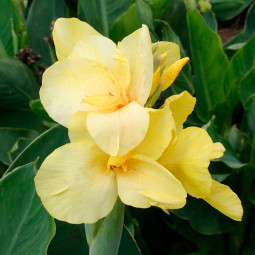 Канна Primrose Yellow
