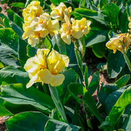 Канна Primrose Yellow