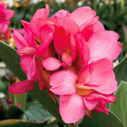 Канна Pink and Roses