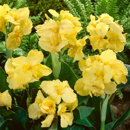 Канна Yellow Futurity (низькоросла)