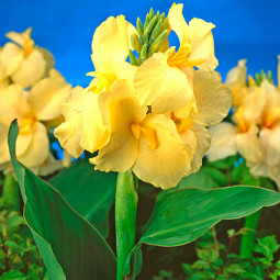 Канна Yellow Futurity (низькоросла)