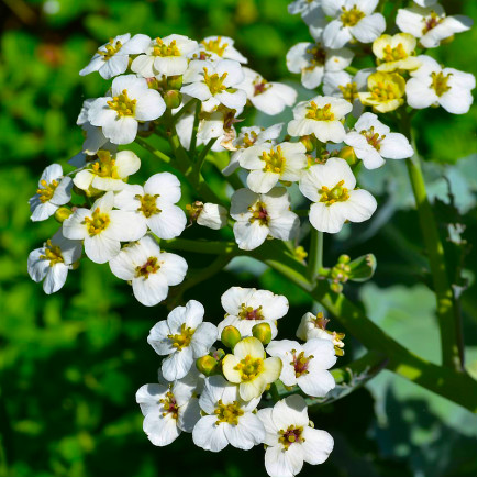Катран Lilly White