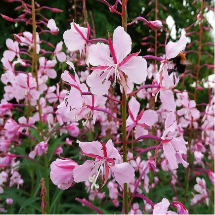 Зніт вузьколистий Stahl Rose