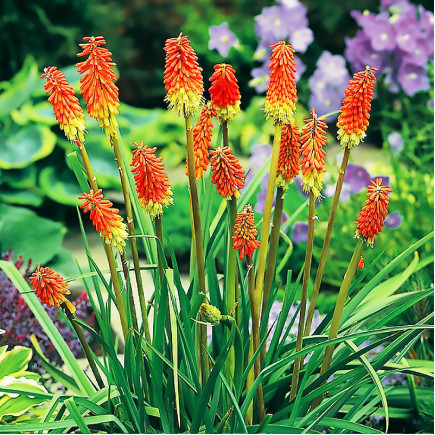 Кніфофія Red Hot Poker
