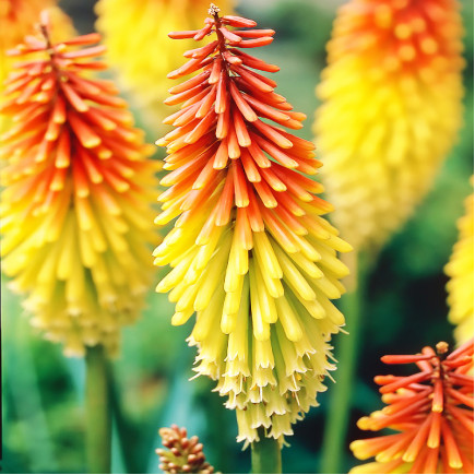 Кніфофія Uvaria Grandiflora