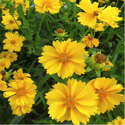 Кореопсис Grandiflora (Грандіфлора)
