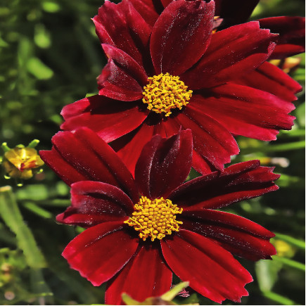 Кореопсис Ruby Red (Рубі Ред)