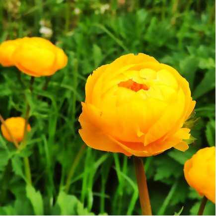 Купальниця Orange Princess (Оранж Прінцесс)