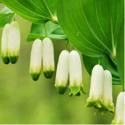 Купина Flore Pleno (Флоре Плєно)