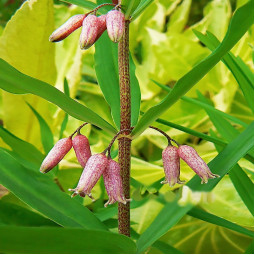 Купина Rubrum (Рубрум)