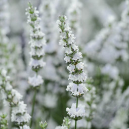 Лаванда Edelweiss