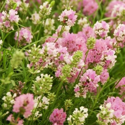 Лаванда Pink