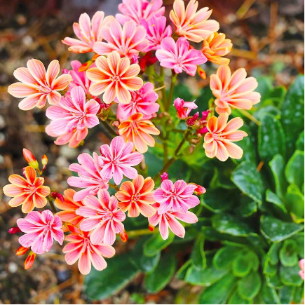 Левизия Coral