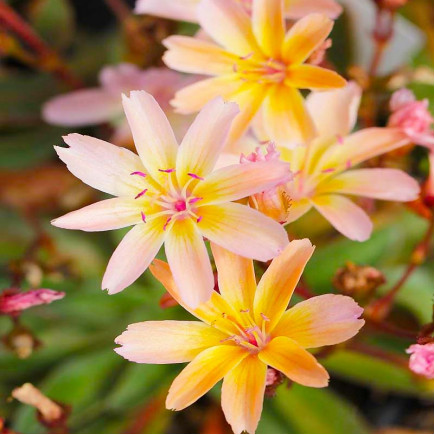 Левизия Little Peach