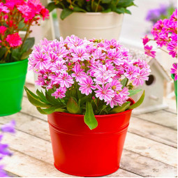 Левизия Safira Pink