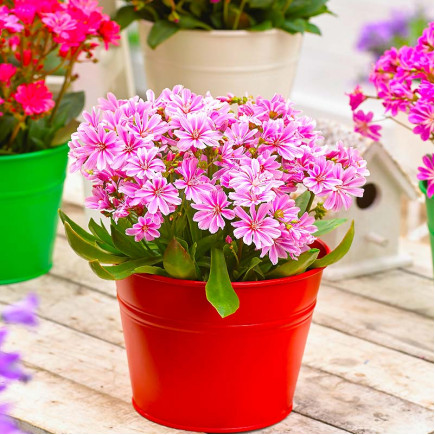 Левизия Safira Pink