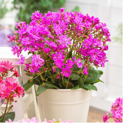 Левизия Safira Violet