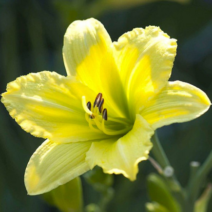 Лілійник Green Flutter