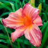 Лілійник Pink Stripes