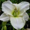 Лілійник White Temptation