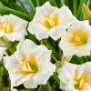 Лілійник Longfields Pearl