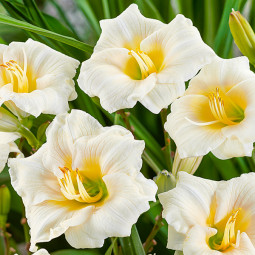 Лілійник Longfields Pearl
