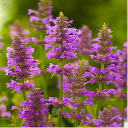 Лофант Rose Mint (Роуз Мінт)