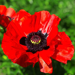 Мак багаторічний Beauty of Livermere