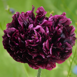 Мак багаторічний Black Peony Poppy