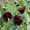 Мак багаторічний Black Peony Poppy
