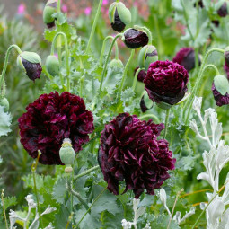 Мак багаторічний Black Peony Poppy