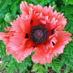 Мак багаторічний Garden Glory