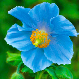 Мак багаторічний Meconopsis Grandis