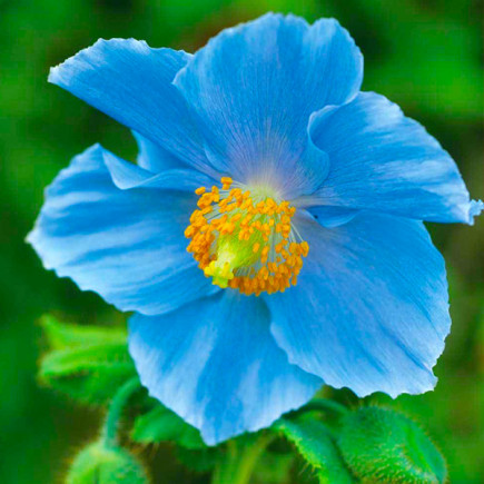 Мак багаторічний Meconopsis Grandis