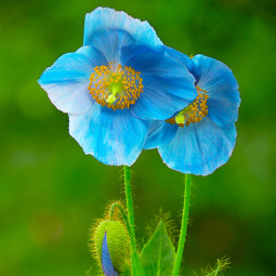 Мак багаторічний Meconopsis Grandis