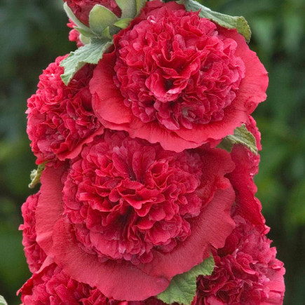 Мальва Crimson (Крімсон)