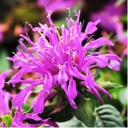 Монарда Balmy Lilac (Балмі Лілак)