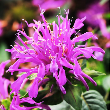 Монарда Balmy Lilac (Балмі Лілак)