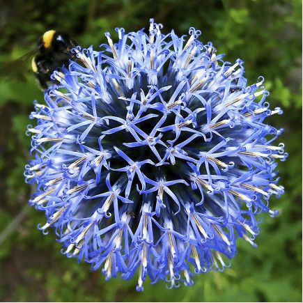 Головатень Taplow Blue (Таплоу Блу)