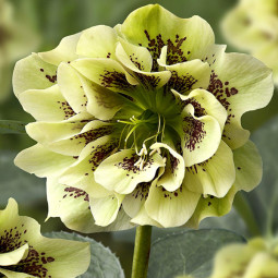 Чемерник (морозник) Double Ellen Spotted Yellow
