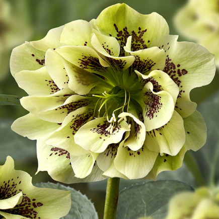 Чемерник (морозник) Double Ellen Spotted Yellow