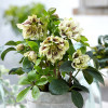 Чемерник (морозник) Double Ellen Spotted Yellow