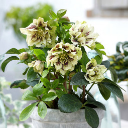 Чемерник (морозник) Double Ellen Spotted Yellow