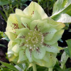 Чемерник (морозник) махровий Ellen Green