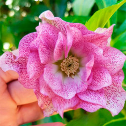 Чемерник (морозник) махровий Hybrids Pink Promise
