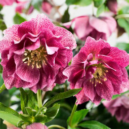 Чемерник (морозник) махровий Hybrids Pink Promise
