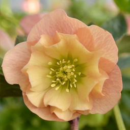 Чемерник (морозник) Double Apricot