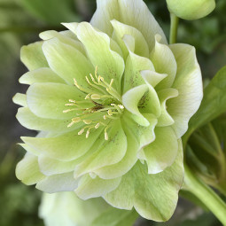 Чемерник (морозник) Double Lime